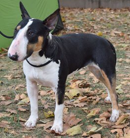 Bullterrier kutya profilkép
