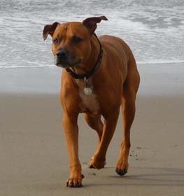 Bullboxer Pit dog profile picture