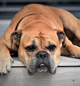 Angol Bulldog kutya profilkép