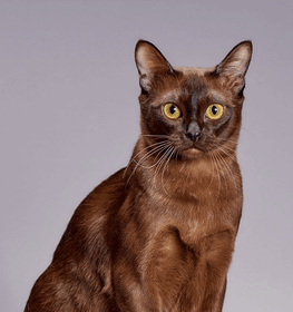 Burma macska profilképe