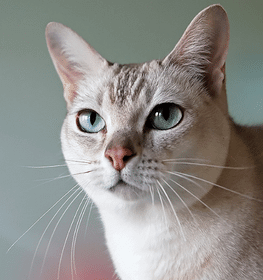 Burmilla macska profilképe
