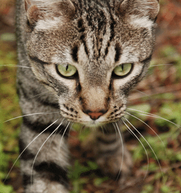 Kaliforniai pöttyös macska macska profilképe