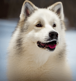 Canadian Eskimo Dog dog profile picture