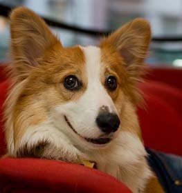Cardigan Welsh Corgi dog profile picture