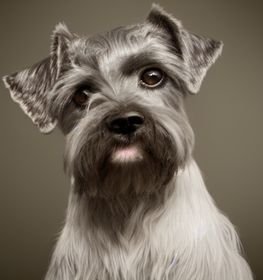 Carnauzer dog profile picture