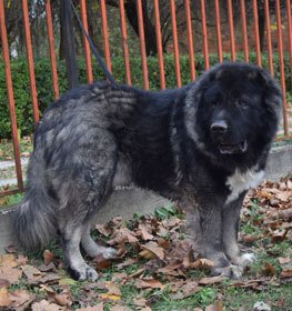 Caucasian Ovcharka dog profile picture