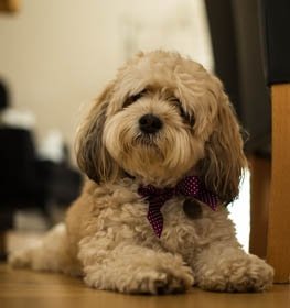 Cavachon dog profile picture