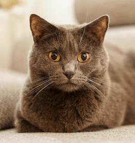 Karthauzi macska profilképe