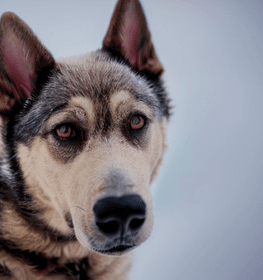 Chinook kutya kutya profilkép