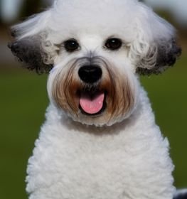 Chonzer dog profile picture