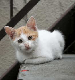Colorpoint rövidszőrű macska profilképe