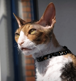 Cornish Rex cat profile picture