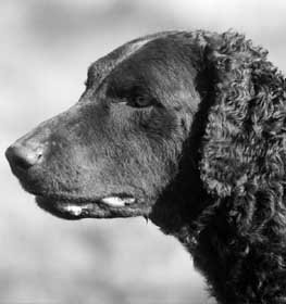 Curly-Coated Retriever dog profile picture
