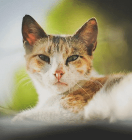 Cyprus cat profile picture