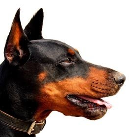 Dobermann kutya profilkép