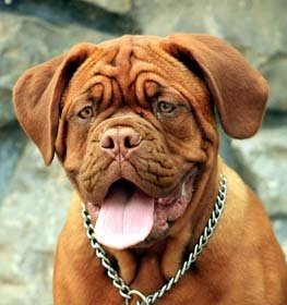 Bordeaux-i dog kutya profilkép