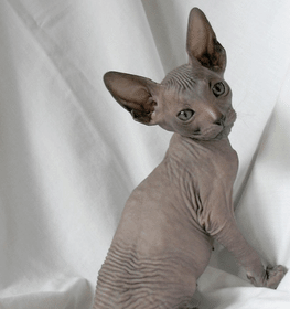 Doni szfinx macska profilképe