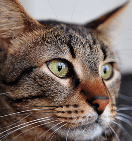 Egyptian Mau cat profile picture