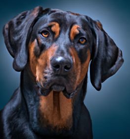 English Coon Rottie dog profile picture