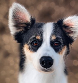 Eskijack dog profile picture