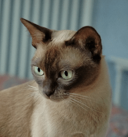 European Burmese cat profile picture