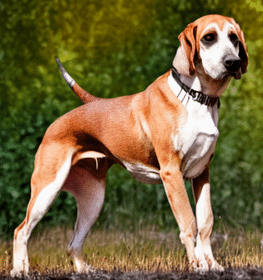 Finnish Hound dog profile picture