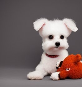 Fo-Chon dog profile picture