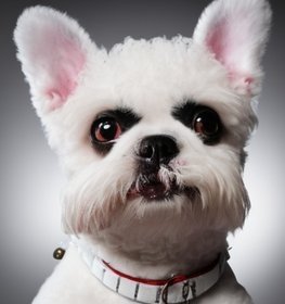 Frenchie Bichon kutya profilkép