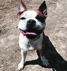 Frenchton Bulldog dog profile picture
