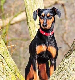 German Pinscher dog profile picture