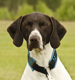 German Shorthaired Pointer dog profile picture