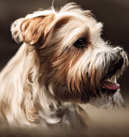 Glen of Imaal Terrier dog profile picture