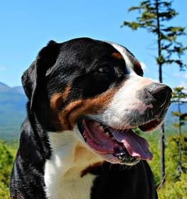 Nagy svájci havasi kutya kutya profilkép