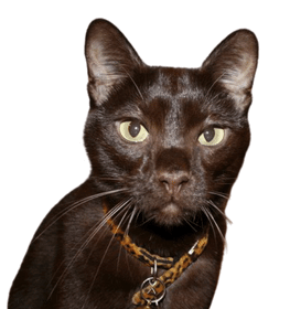 Havannai barna macska profilképe
