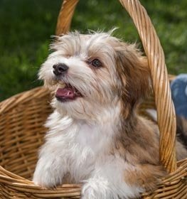 Havanese Information & Dog Breed Facts 