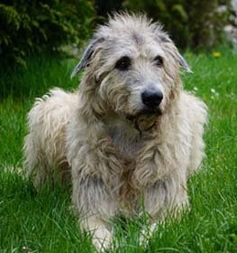 Irish Wolfhound dog profile picture