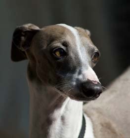 Italian Greyhound dog profile picture