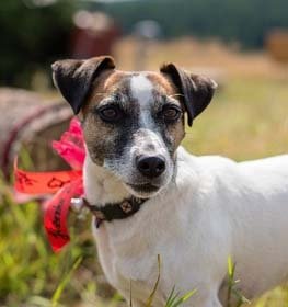 Jack Russell Terrier dog profile picture