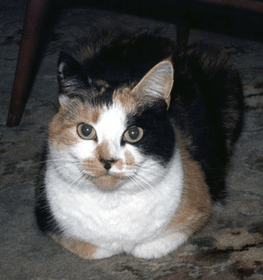 Japán csonkafarkú macska profilképe