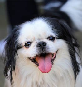 Japanese Chin dog profile picture