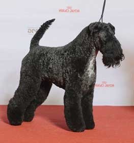 Kerry blue terrier kutya profilkép