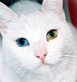 Khao Manee cat profile picture