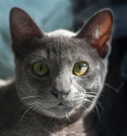 Korat cat profile picture
