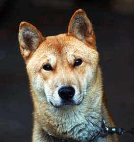 Korean Jindo dog profile picture