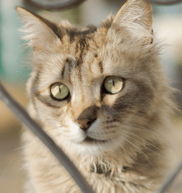 LaPerm cat profile picture