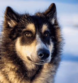 Lapponian Herder dog profile picture