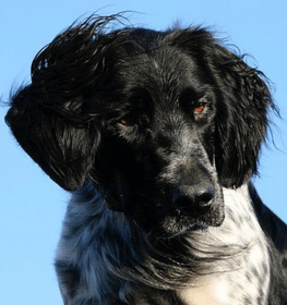 Large Munsterlander dog profile picture