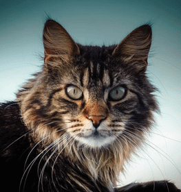Maine Coon macska profilképe