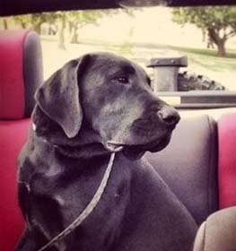 Mastador dog profile picture