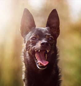 Miniature Pinscher dog profile picture